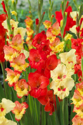 CRGO GLADIOULUS Seed(12 per packet)