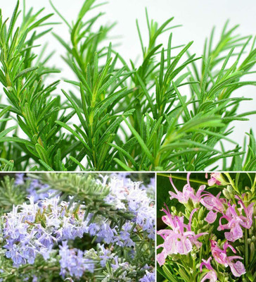 CYBEXIS LX-81 - Non-GMO Rosemary - (750 Seeds) Seed(750 per packet)
