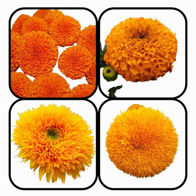 CYBEXIS Combo Pack Of MARIGOLD AND SUNFLOWER Seed(10 g)