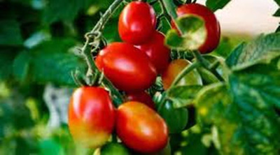 SM Exports Tomato - Arka Ashish Tomato vegetable seeds pack of 2000 seeds. Seed(2000 per packet)