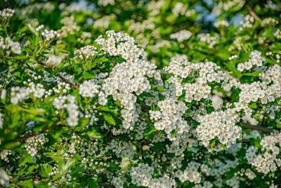 MAA gypsophila flower Seed(25 per packet)