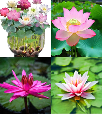 ibains Japanese lotus seeds variety color beez 8 Seed(8 per packet)