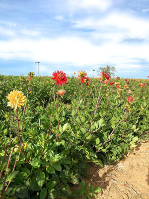 CRGO DAHLIA Seed(20 per packet)
