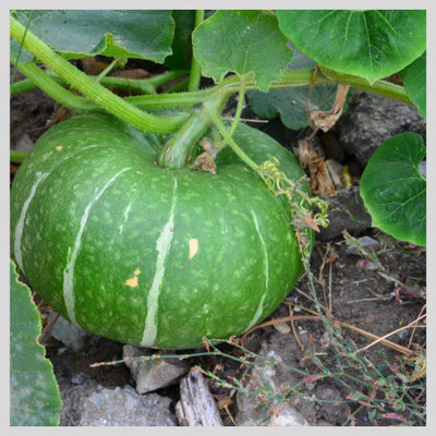 RUDRAAMAA Sitafal / Custard Apple Seeds (50 Seeds, Organic, Fast Germination Seed(50 per packet)