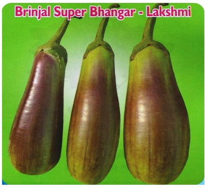 KNESSiN Super Bhangar Lakshmi Variety Desi Brinjal for Planting ( Seeds) Seed(1000 per packet)