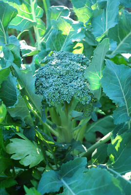 CYBEXIS Broccoli Varieties-'Waltham 29'2000 Seeds Seed(2000 per packet)