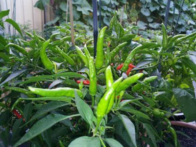 Lorvox Rainbow Chilli Seed(700 per packet)