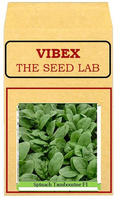 CYBEXIS Spinach Hybrid Seeds1000 Seeds Seed(1000 per packet)