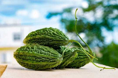 XOLDAA F1 BEST QUALITY BITTER GOURD SEEDS Seed(17 per packet)