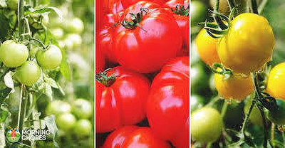 XOLDAA hybrid f1 quality tomato seeds Seed(20 per packet)