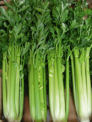 Quentova Celery Tall Utah Vegetable-5L-CTU Seed(100 per packet)
