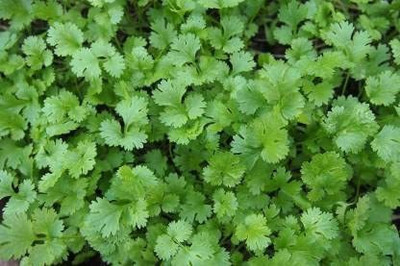 KANAYA dhaniya Seed(20 per packet)