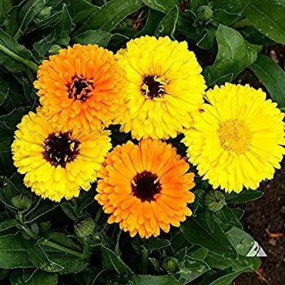 MAA Calendula Seed(26 per packet)