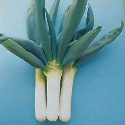Qualtivate XXX-8A Shimonita Onion - Rare ‘King of the Negi’ Seed(500 per packet)