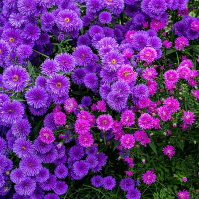 XOLDA Aster flower Seed(15 per packet)