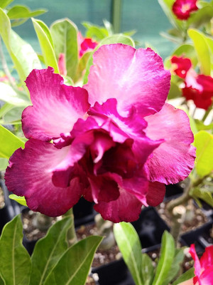 Qualtivate XLL-447 Mixed Color Adenium Obesum Seeds Seed(30 per packet)