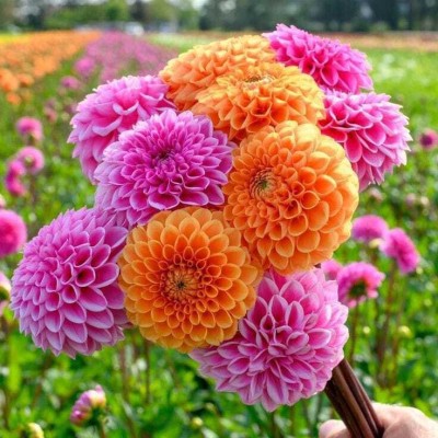 seedagro Dahlia Double Figaro Mix Seed(150 per packet)