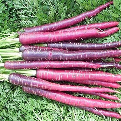 Qualtivate RES-3A Carrot - Cosmic Purple Seed(300 per packet)