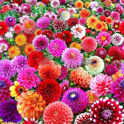 CYBEXIS Rare Blue and White Point Dahlia Seeds Seed(1 g)