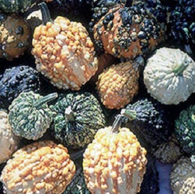 CYBEXIS Seeds of Vegetable Squash/Gourd Warted Mix400 Seeds Seed(400 per packet)