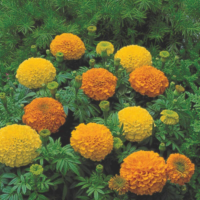 VERTISE African Marigold Flower Seeds Multicolor Seed(100 per packet)