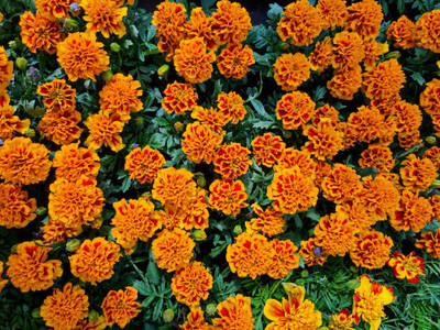 AmbeStore marigold/gende ka phool flower seeds Seed(50 per packet)