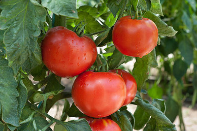 Cloud Farm tomato Seed(70 per packet)