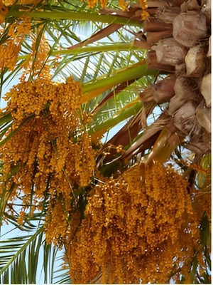 Aywal Date palm/khajur Seed(2 per packet)