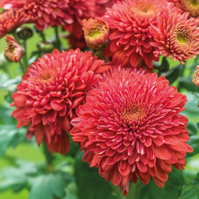 ibains Sevanti flower seeds Seed(32 per packet)