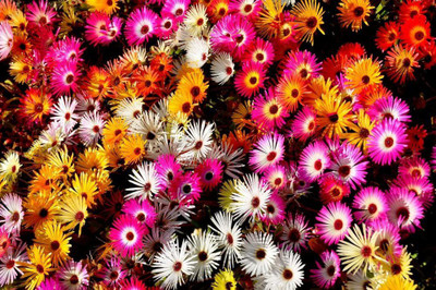 CYBEXIS Ice Plant Seeds Seed(50 per packet)