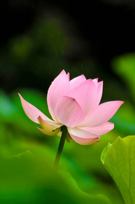 clause lotus,kamal gatta Seed(15 per packet)