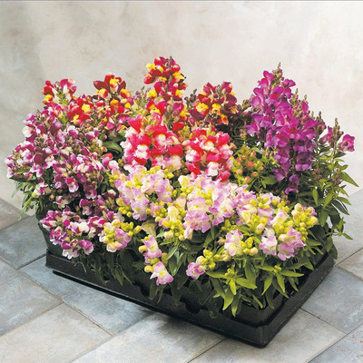 Aywal Antirrhinum – Dog Flower Mixed F1 Hybrid Seeds For Home Gardening Seed(50 per packet)