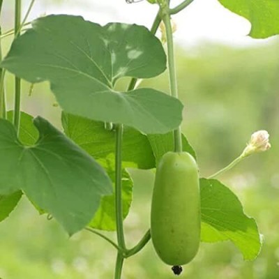 Qualtivate PUA-3A Bottle Gourd Dudhi Lauki Calabash Seed(50 per packet)