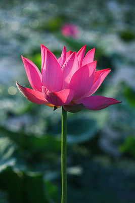 VenHub lotus,kamal gatta Seed(10 per packet)