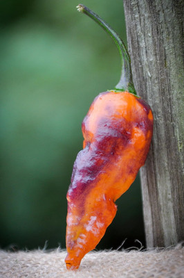 KNESSiN Heirloom Black Panther Hot Pepper Vegetable Seeds For Planting-(1200 Seeds) Seed(1200 per packet)