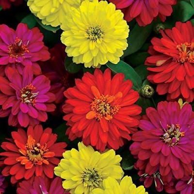 VibeX LX-13 - ZINNIA ZAHARA MIXED FLOWER - (270 Seeds) Seed(270 per packet)