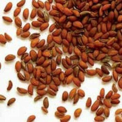 Urancia Mal Kangani 100 Gram Seed(1 per packet)