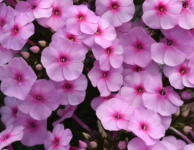 XOLDA Exotic phlox Seed(40 per packet)