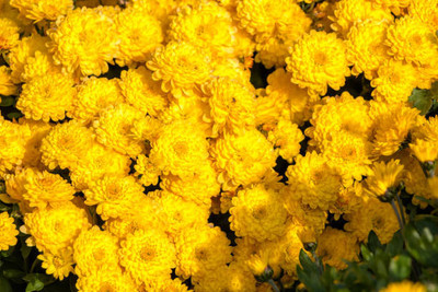 xcentax marigold/gende ka phool flower seeds Seed(50 per packet)