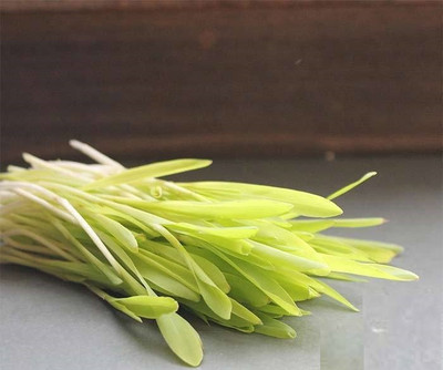 CYBEXIS CORN MICROGREEN SEEDS800 Seeds Seed(800 per packet)