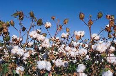 BDSresolve Cotton seeds for planting pack of 32 Seed(32 per packet)