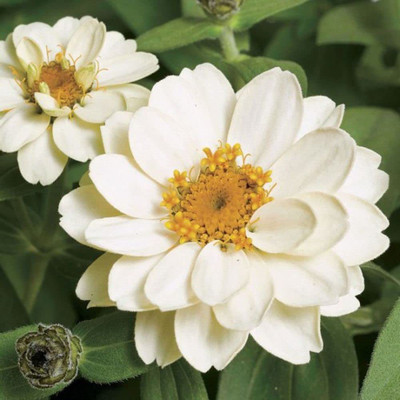 CYBEXIS Zinnia Flower Seeds | Double White Color | F1 Hybrid Seed(1 g)