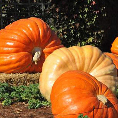 CYBEXIS F1 Hybrid Giant Pumpkin Seeds Moschata Cushaw Cucurbita 100 Seeds Seed(100 per packet)