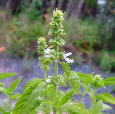 KNESSiN Ocimum basilicum | Sweet Basil -{800 Seeds} Seed(800 per packet)
