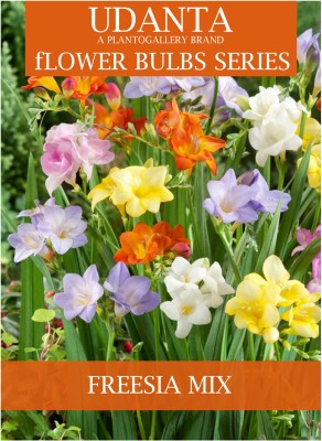 Udanta Freesia Flower Bulbs Multicolor - Pack of 10 Bulbs Seed(10 per packet)