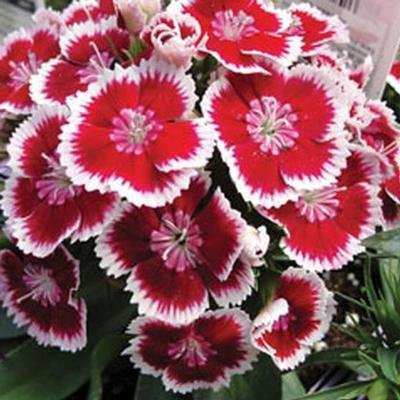 CYBEXIS Dianthus Grenadin Mix Flower Seeds Seed(50 per packet)