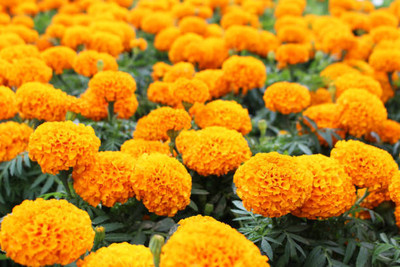 Pearlo marigold,gende ka phool seeds Seed(20 per packet)