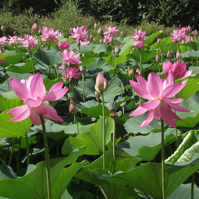 VibeX ® VMR-16 Swarf Lotus/Water Lily Seeds Seed(25 per packet)