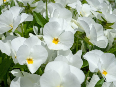 the green dotcom 10 Variety Of Flower Seeds Combo Pack Seed(300 per packet)
