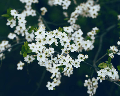 MAA gypsophila flower Seed(25 per packet)